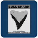 GR BULL SHARK T C