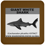 SSP GIANT WHITE C