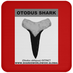 GR OTODUS T C