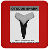 GR OTODUS T C