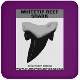 GR WHITETIPR T C
