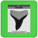 GR OCEANIC WT T C