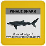 SSP WHALE S C