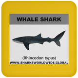 SSP WHALE S C