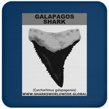 GR GALAPAGOS T C