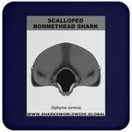 GR SCAL BONN J C
