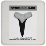 GR OTODUS T C