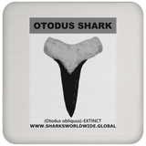 GR OTODUS T C