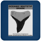 GR OCEANIC WT T C