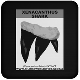 GR XENACANTHUS T C