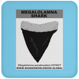 GR MEGALOLAM T C