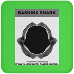 GR BASKING SHARK J C