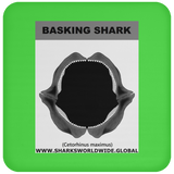 GR BASKING SHARK J C