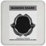 GR BASKING SHARK J C