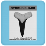 GR OTODUS T C