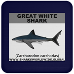 SSP GREAT WHITE C
