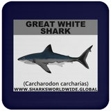 SSP GREAT WHITE C
