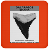 GR GALAPAGOS T C