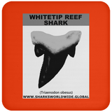 GR WHITETIPR T C