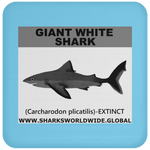 SSP GIANT WHITE C