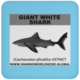 SSP GIANT WHITE C
