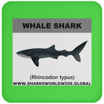 SSP WHALE S C