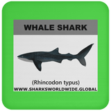 SSP WHALE S C