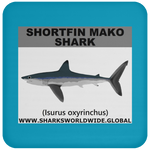 SSP SHORTFIN C
