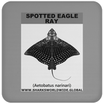 SPOTTED EAGLE RAY C