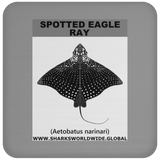 SPOTTED EAGLE RAY C