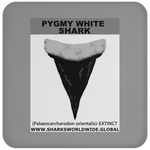 GR PYGW T C