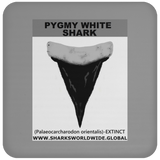 GR PYGW T C