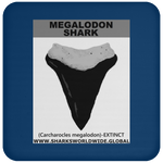 GR MEGALODON T C