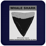 GR WHALE S T C