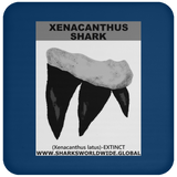 GR XENACANTHUS T C