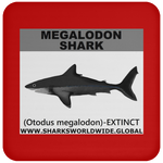 SSP MEGALODON C