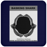 GR BASKING SHARK J C