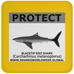 PRS BLACKTIP REEF V2 C