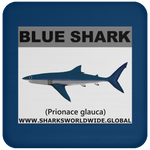 SSP BLUE SHARK C