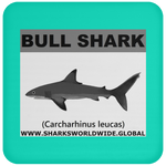 SSP BULL SHARK C