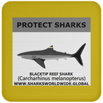 PRS BLACKTIP REEF V1 C