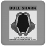 GR BULL SHARK J C