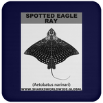 SPOTTED EAGLE RAY C