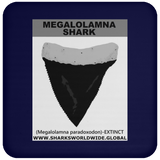 GR MEGALOLAM T C