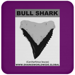 GR BULL SHARK T C
