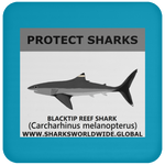 PRS BLACKTIP REEF V1 C