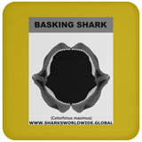 GR BASKING SHARK J C