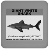 SSP GIANT WHITE C