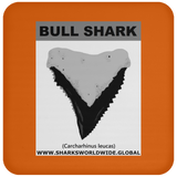 GR BULL SHARK T C