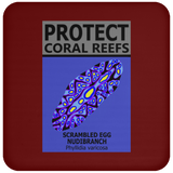 PCRS S EGG C